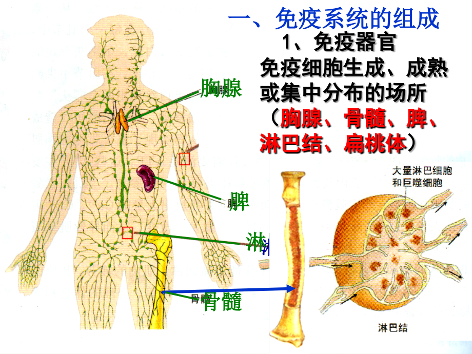 山东地区高中生物备课资料 免疫调节 必修3.ppt_第3页