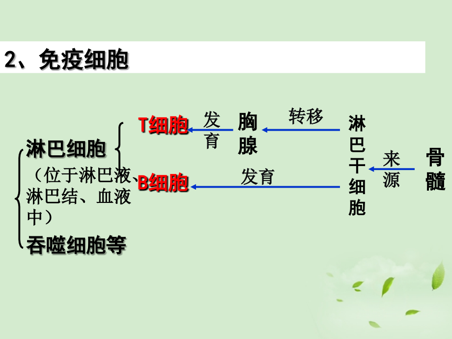 山东地区高中生物备课资料 免疫调节 必修3.ppt_第4页