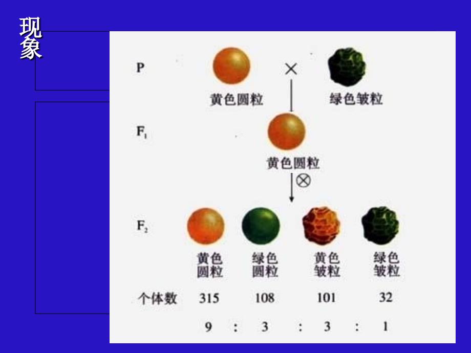 吉林吉林长岭第四中学高二生物 4.3.2基因的自由组合定律.ppt_第3页