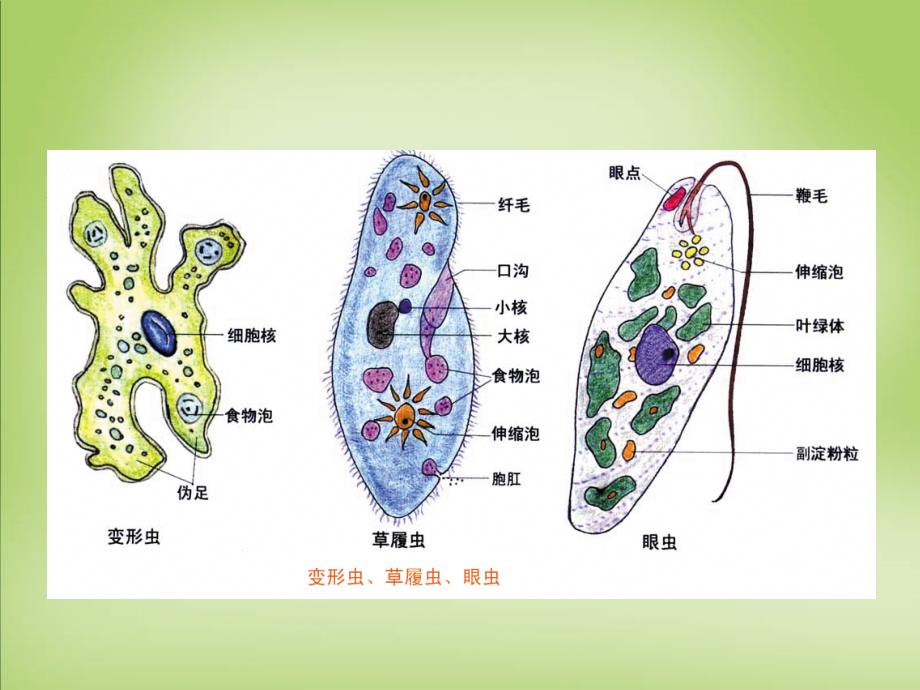 天津梅江中学高中生物第一章第一节从生物圈到细胞必修1.ppt_第4页