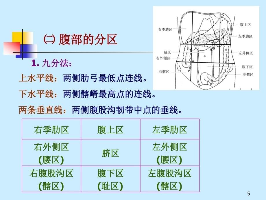 解剖 内脏学PPT参考课件_第5页