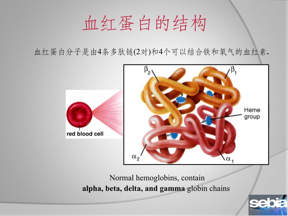 血红蛋白电泳的意义和判断(高级版)ppt课件_第3页