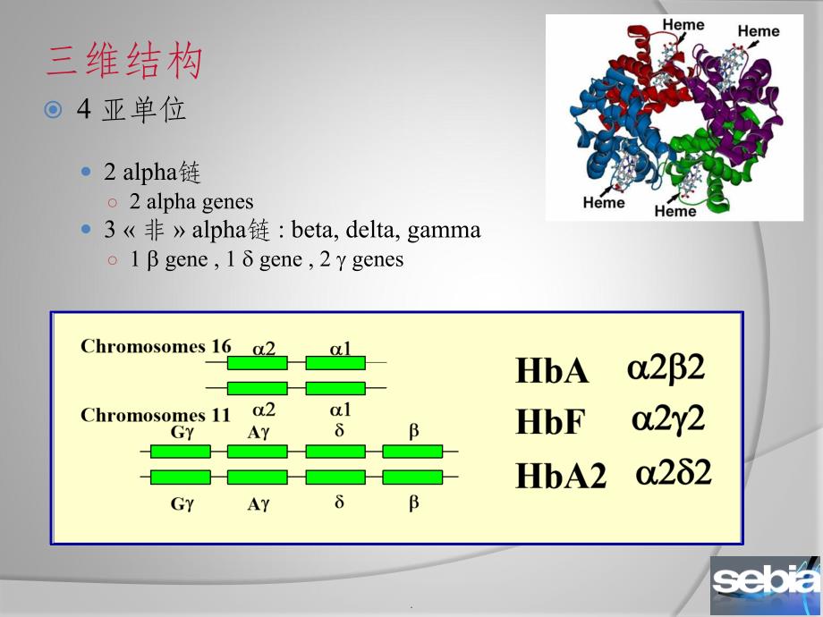 血红蛋白电泳的意义和判断(高级版)ppt课件_第4页