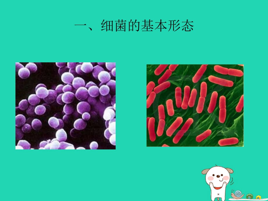 七年级生物下册6.1.2《细菌》课件2鲁科版五四制_第2页