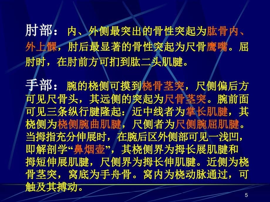 麻醉解剖学(上下肢)PPT参考课件_第5页