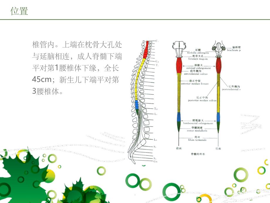 脊髓的解剖、功能与损伤表现ppt课件_第3页