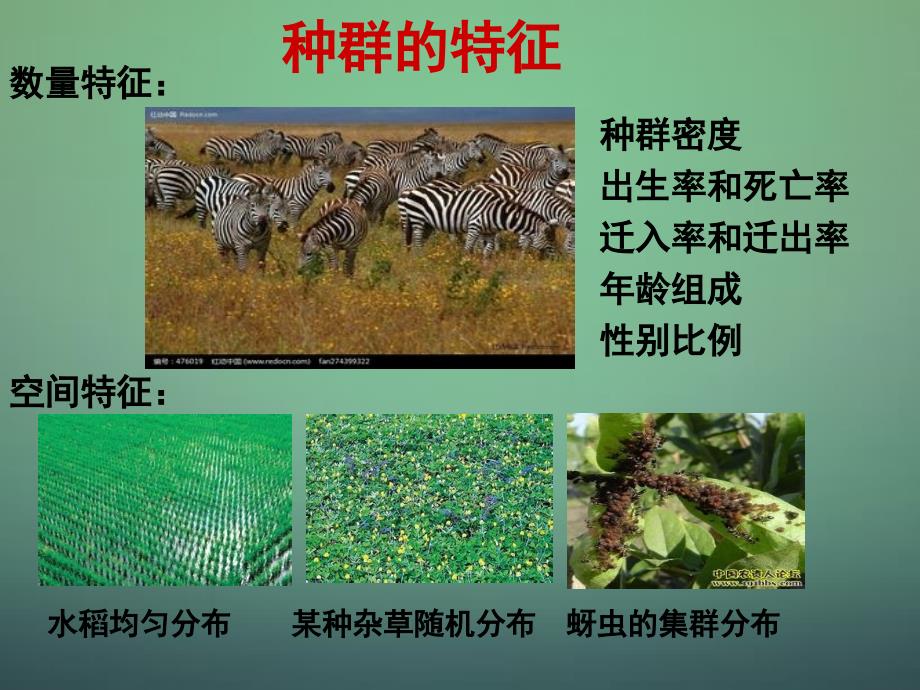 山东牟平第一中学高中生物4.1种群的特征必修3.ppt_第1页