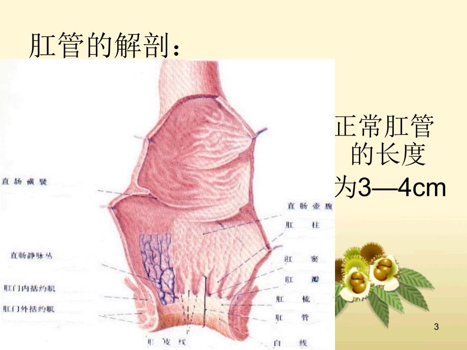 痔疮PPT参考课件_第3页