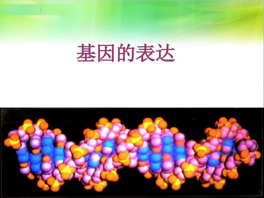 基因的表达.ppt课件_第1页