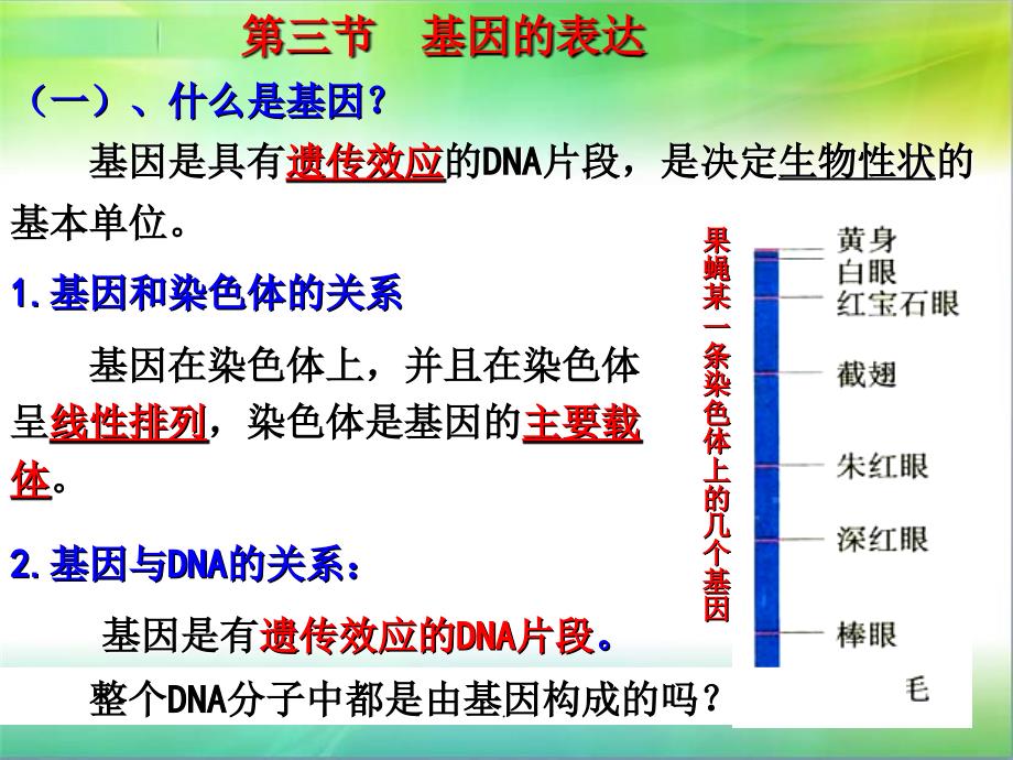 基因的表达.ppt课件_第2页