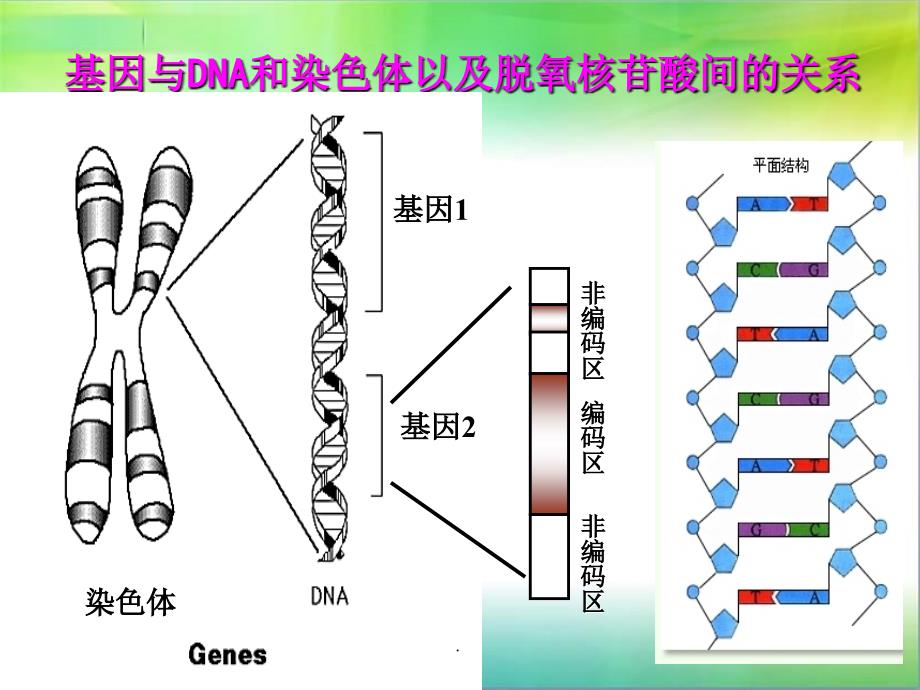 基因的表达.ppt课件_第3页