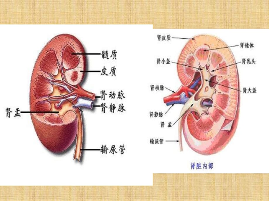 肾先天反常超声诊断精编PPT课件_第3页