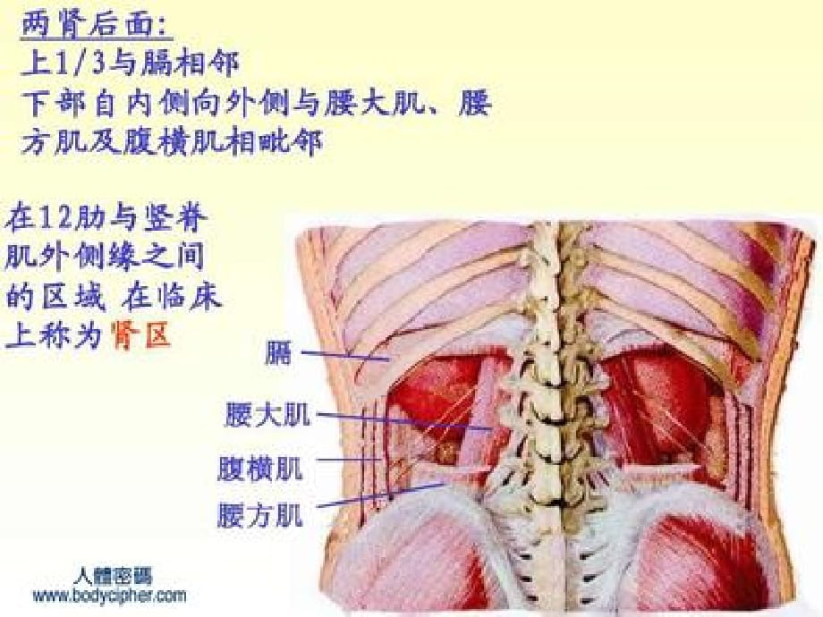 肾先天反常超声诊断精编PPT课件_第4页