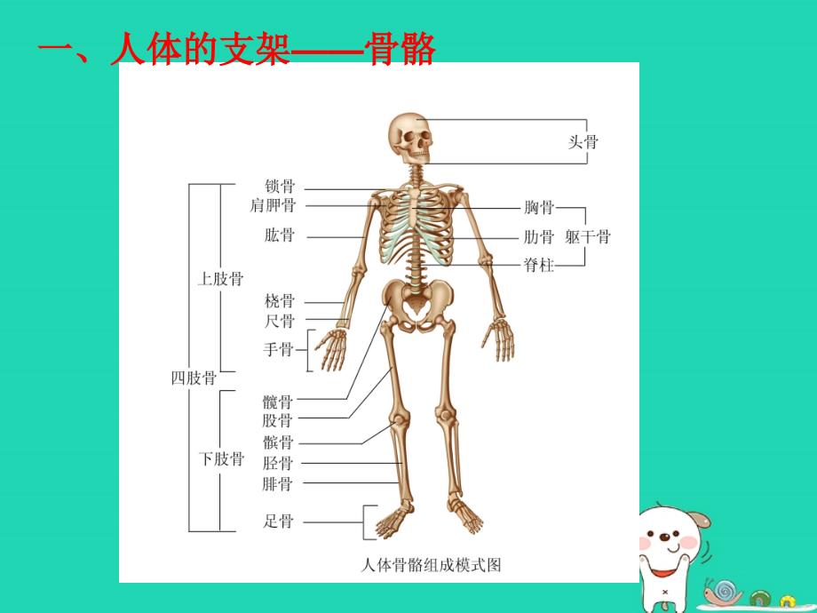 八年级生物上册6.17.1《人体的运动》课件（新版）苏科版_第3页