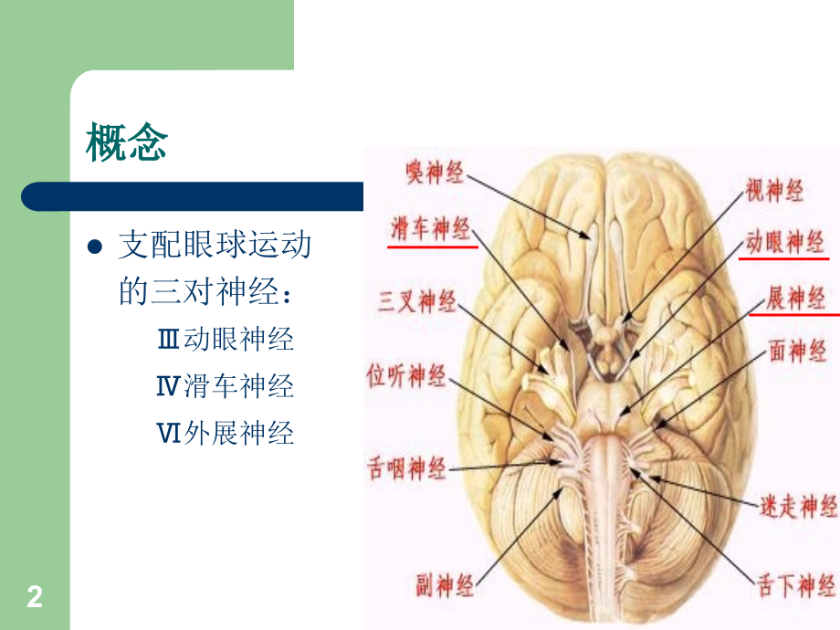 眼动神经PPT参考幻灯片_第2页