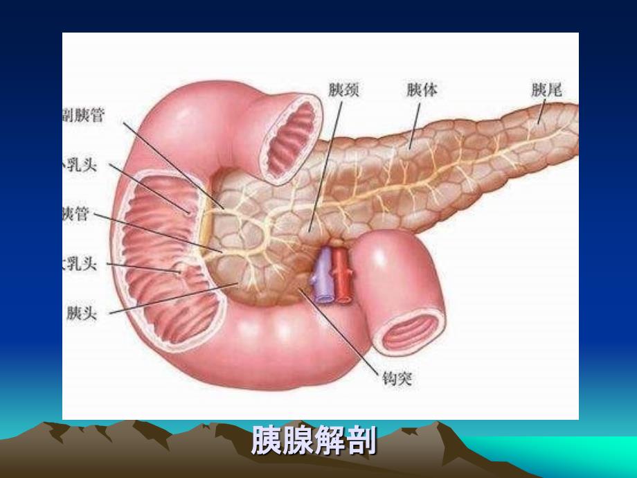 胰腺的超声诊断精编PPT课件_第3页