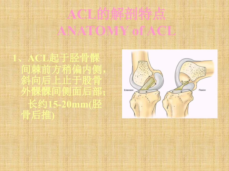 关节镜下前交叉韧带重建术精编PPT课件_第2页