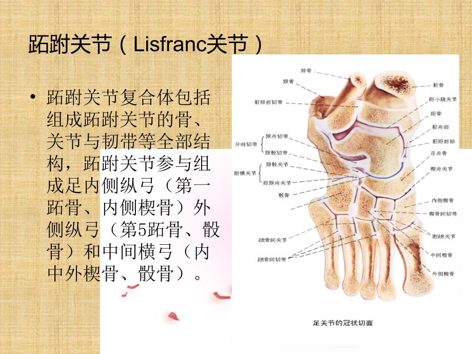 前、中足骨折脱位精编PPT课件_第3页
