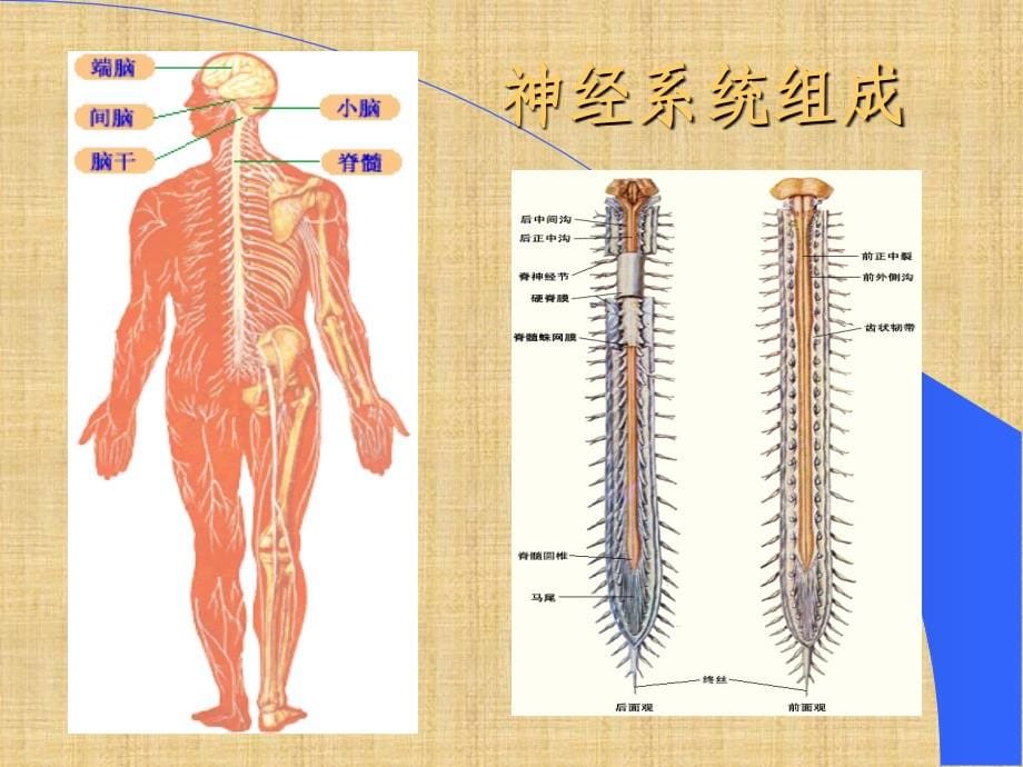 神经系统体格检查精编PPT课件_第5页