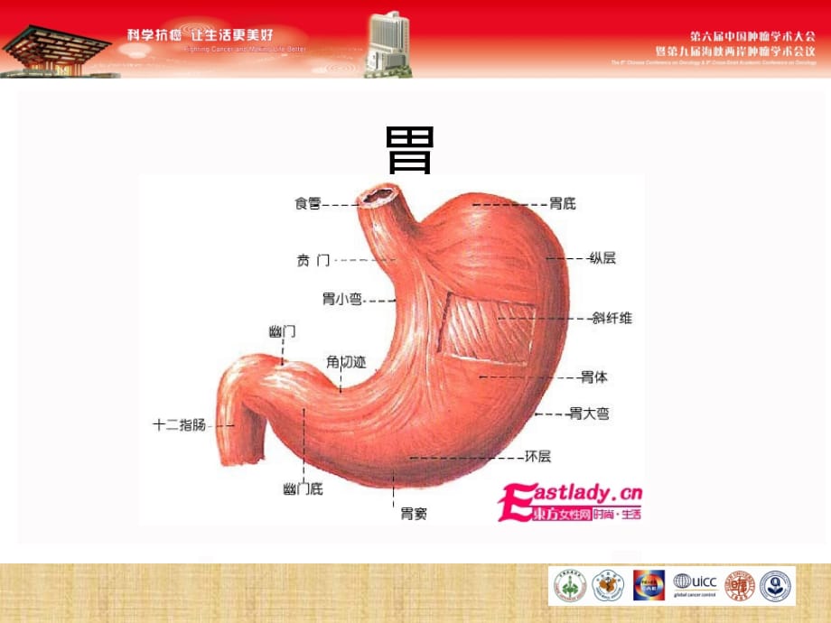 内镜下胃肠息肉切除术的护理精编PPT课件_第3页