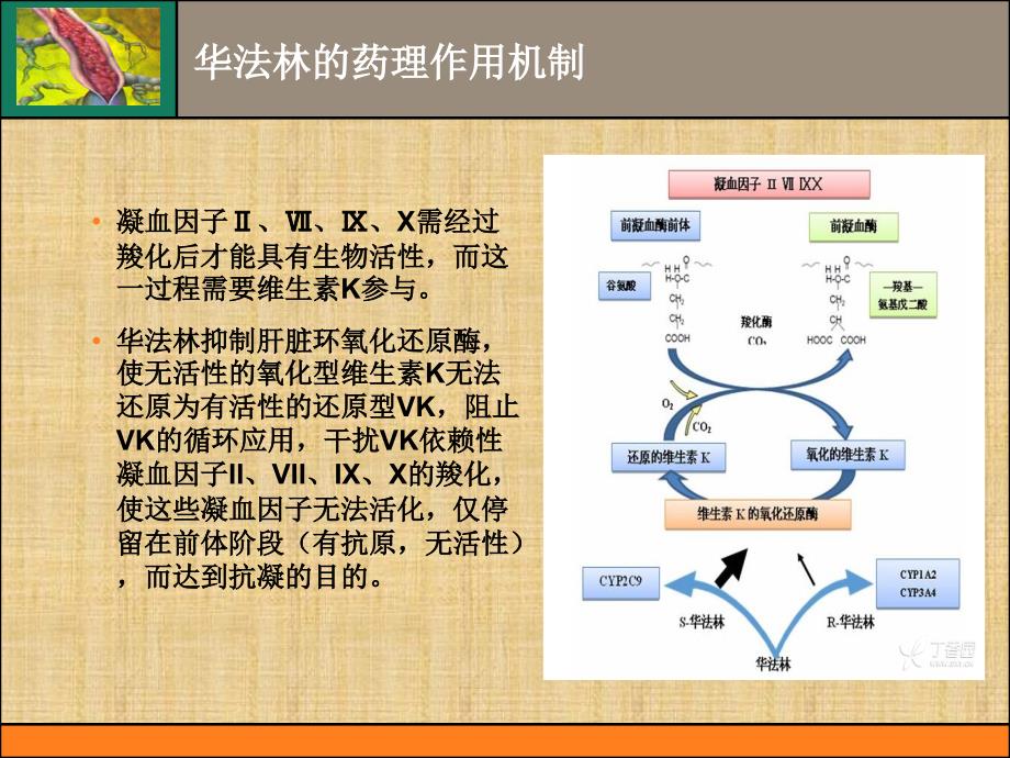 华法林抗凝治疗的中国专家共识精编PPT课件_第4页