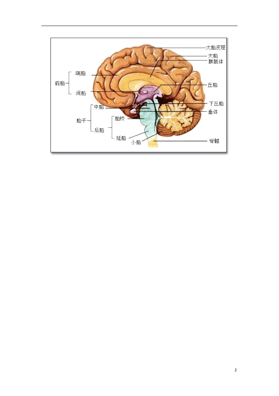 八年级生物上册6.16.1人体的神经调节脑的详细结构知识延伸新版苏科版_第2页