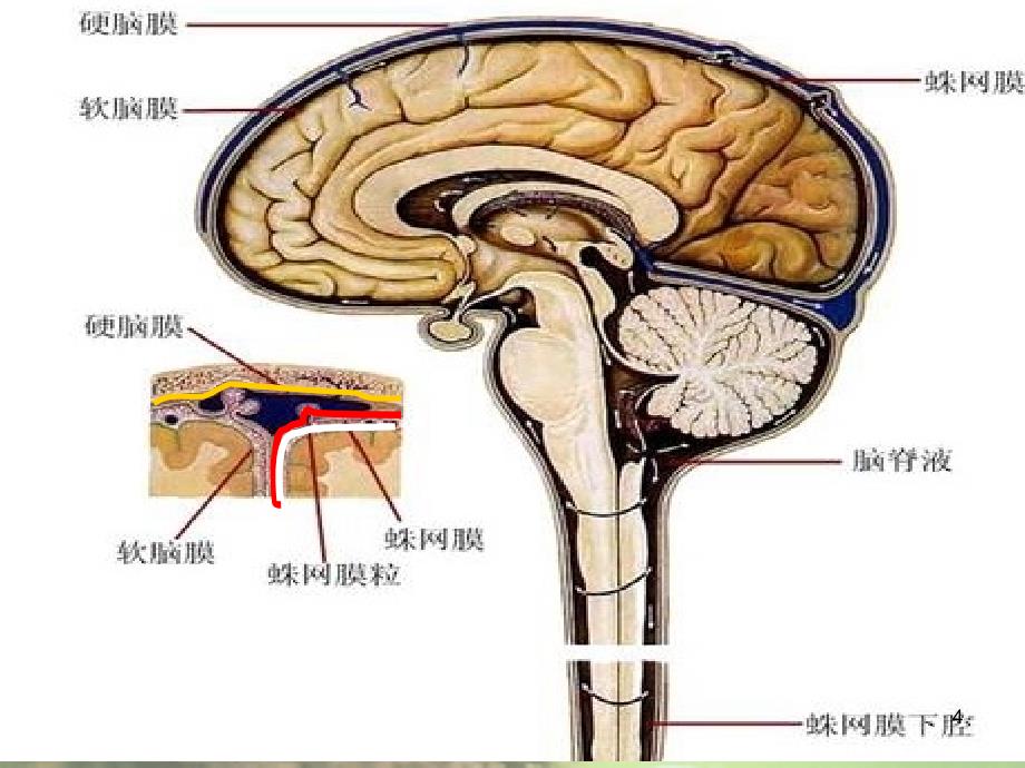 急性颅脑损伤的急救与护理PPT参考幻灯片_第4页