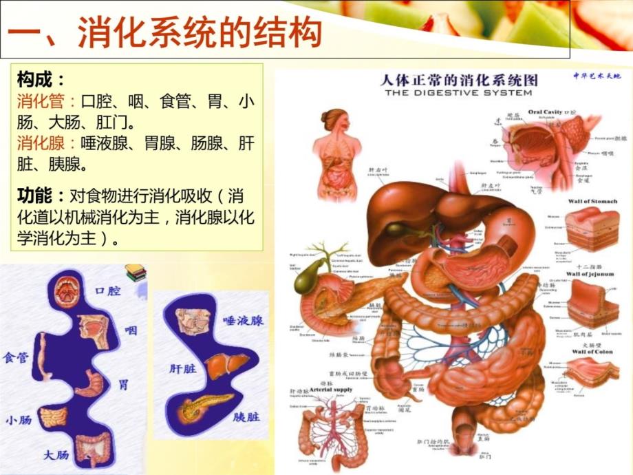 幼儿消化系统的保健教学文稿_第3页