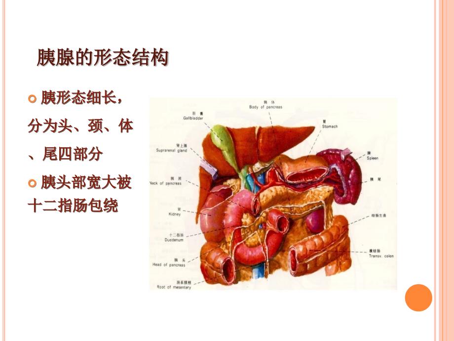 胰腺炎护理查房f说课讲解_第4页