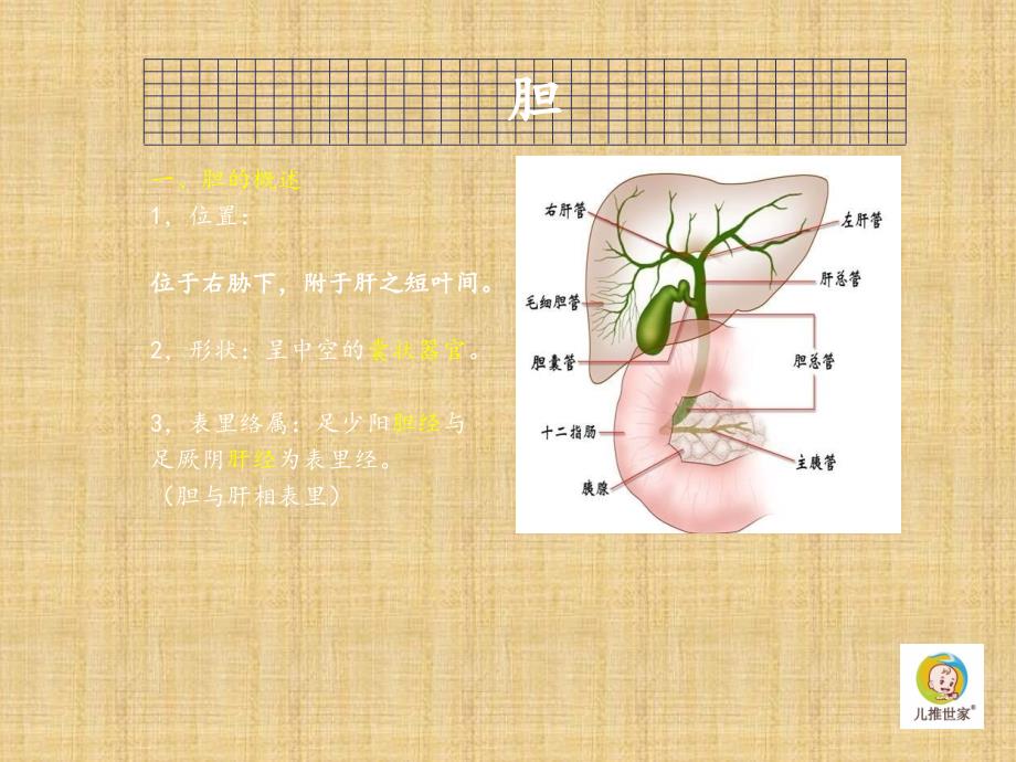 六腑 - 副本精编PPT课件_第4页