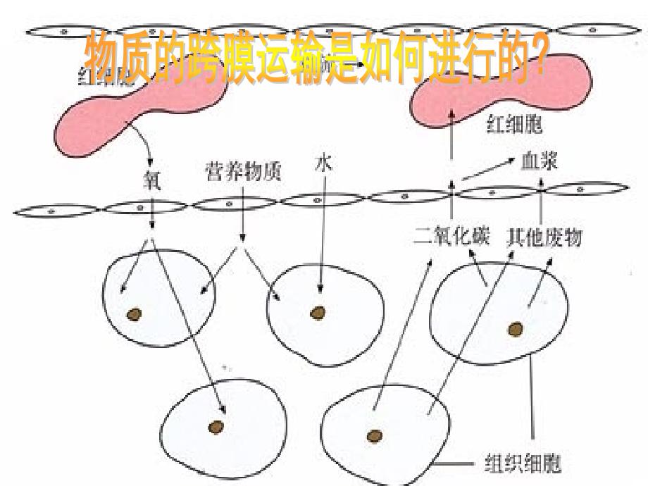 物质的跨膜运输——吴艳（四月）_第2页