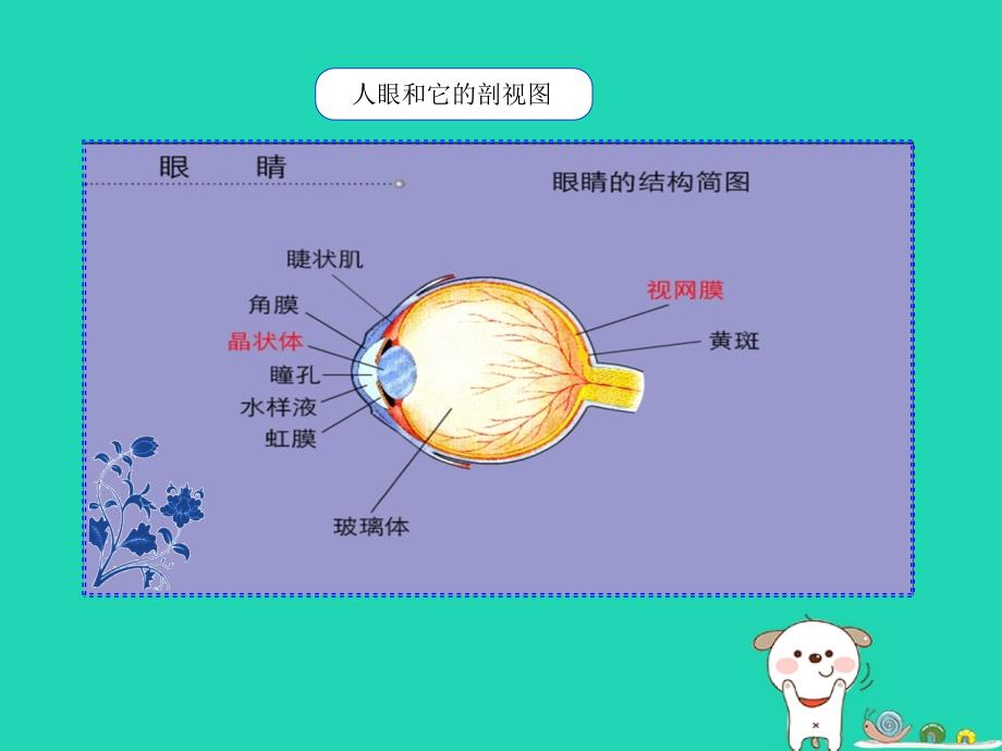 八年级物理上册3.7眼睛与光学仪器课件（新版）粤教沪版_第3页