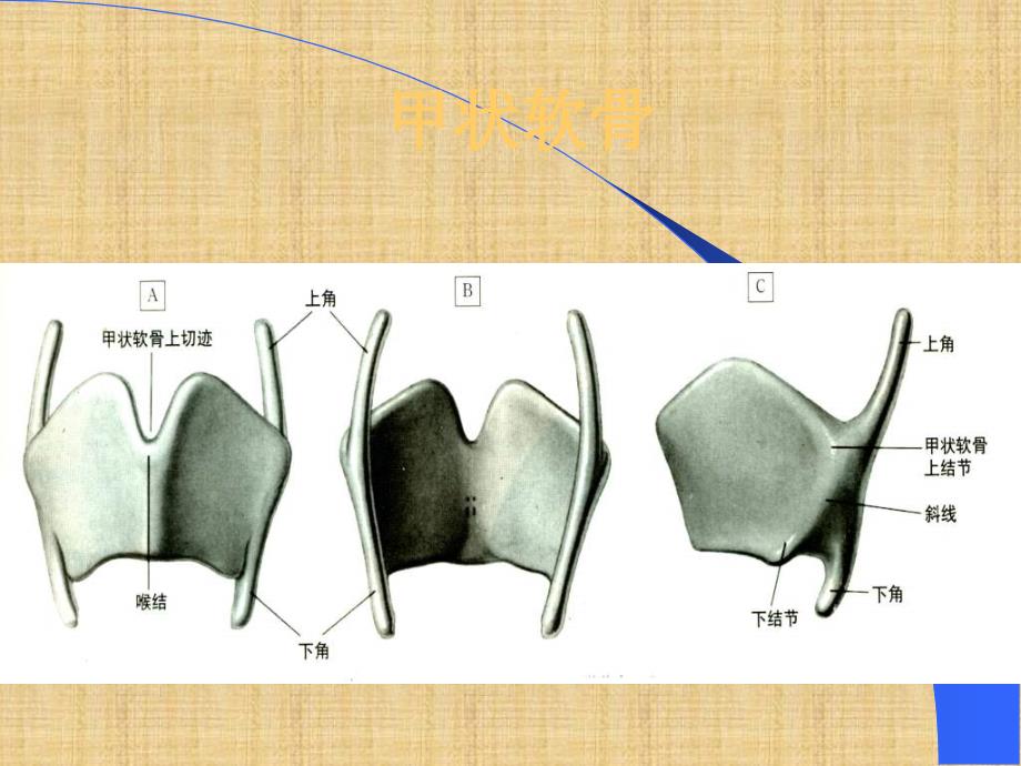 眼耳鼻咽喉解剖学-- 喉 (NXPowerLite)精编PPT课件_第4页
