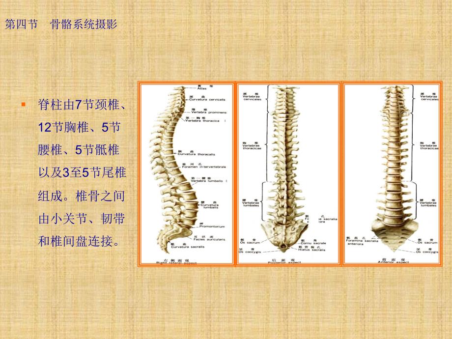 第三章 X线常规检查技术之脊柱、骨盆摄影精编PPT课件_第2页