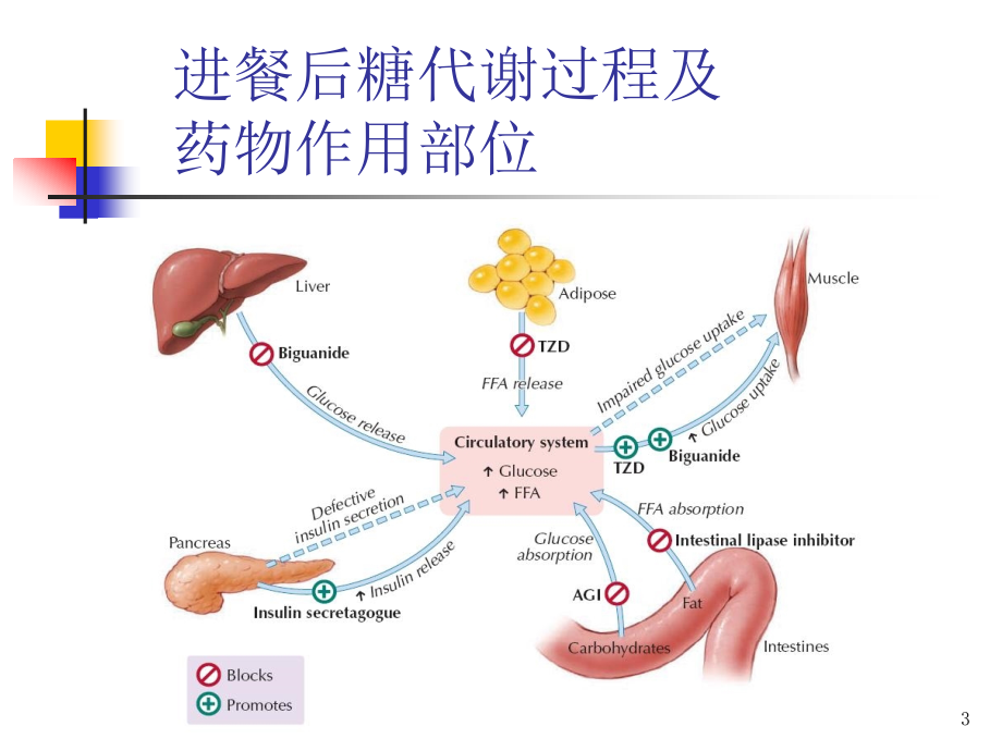 口服降糖药物机制及作用PPT参考幻灯片_第3页