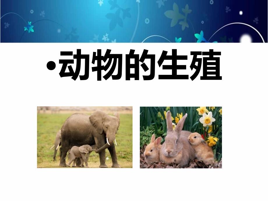 3动物的繁殖.ppt_第1页