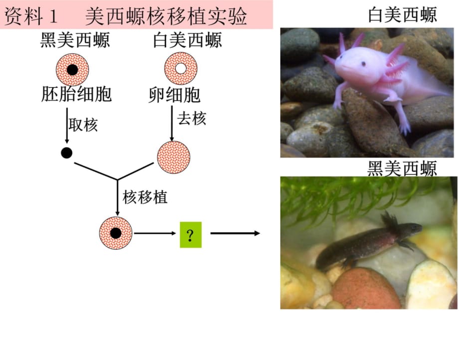 (公开课)细胞核—系统的控制中心讲课资料_第3页