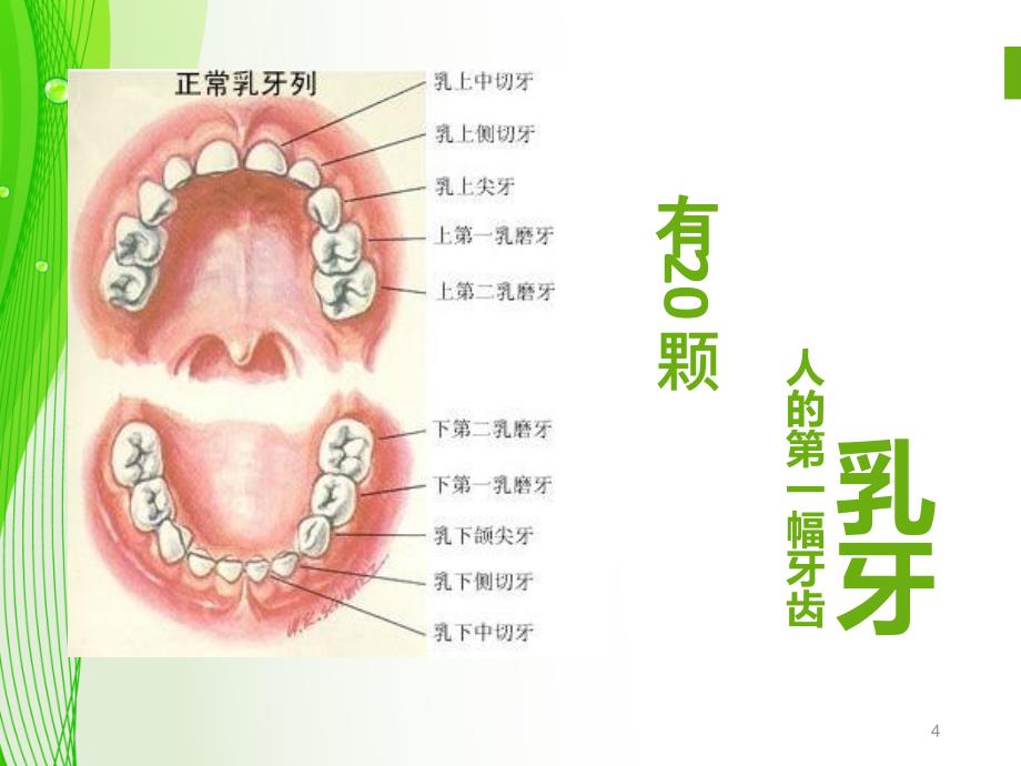 小学生口腔保健知识PPT参考幻灯片_第4页