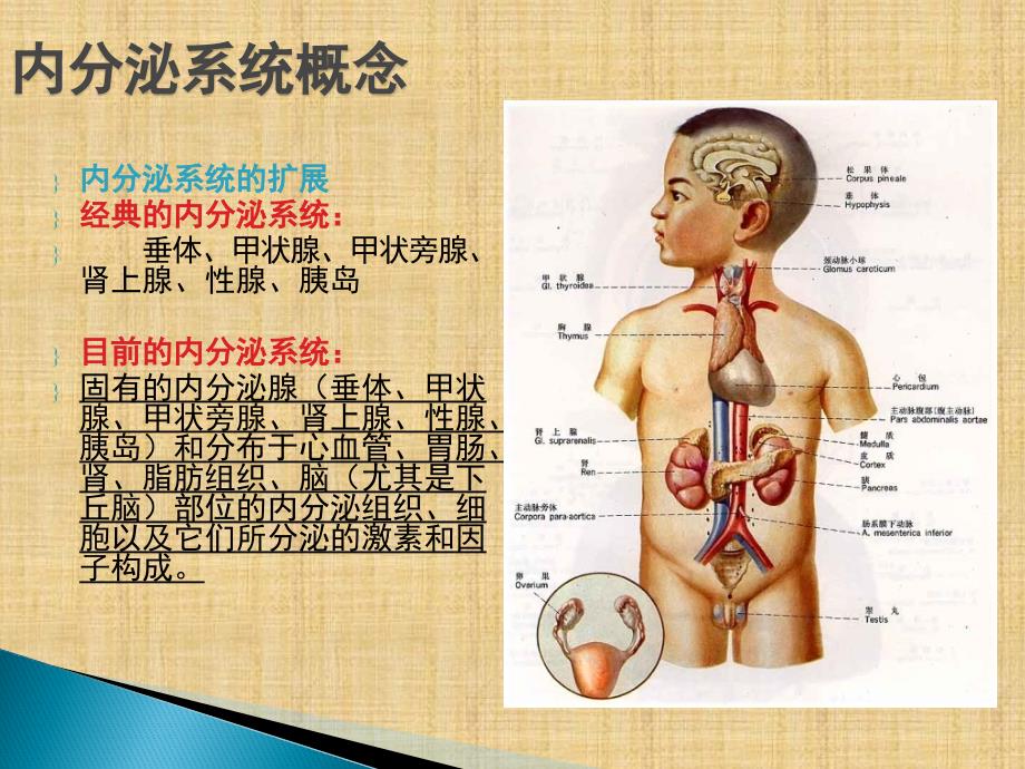 第七篇内分泌和代谢疾病总论精编PPT课件_第4页