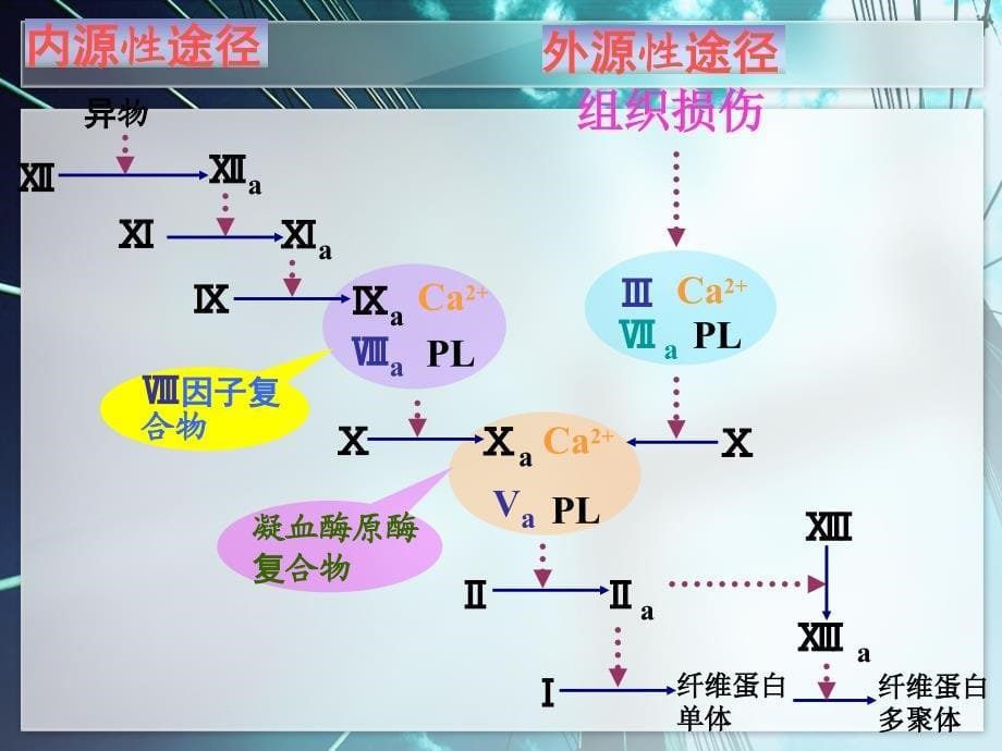 抗凝药的基础及应用精编PPT课件_第5页