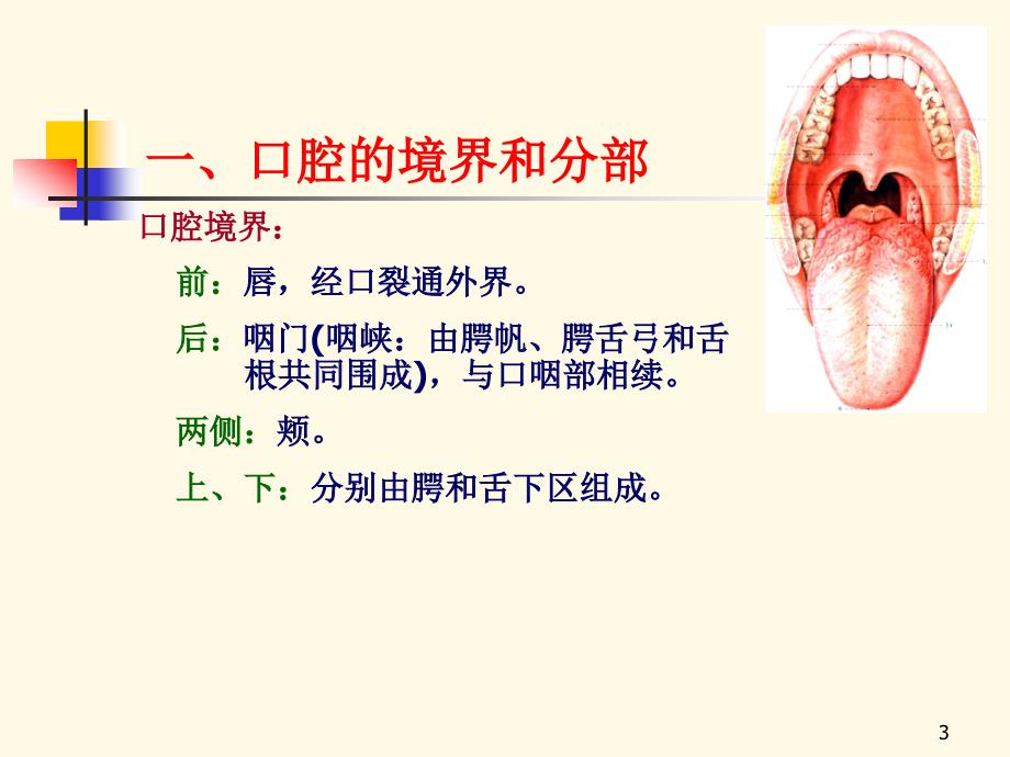 口腔局部解剖PPT参考幻灯片_第3页