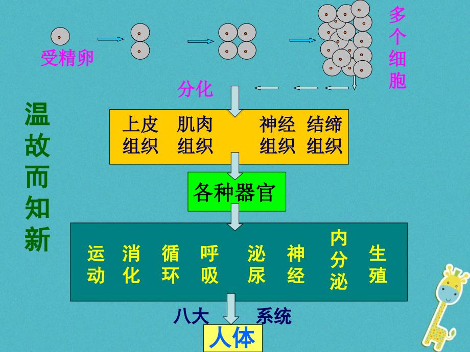 吉林省通榆县七年级生物上册2.2.3植物体的结构层次课件（新版）新人教版_第1页