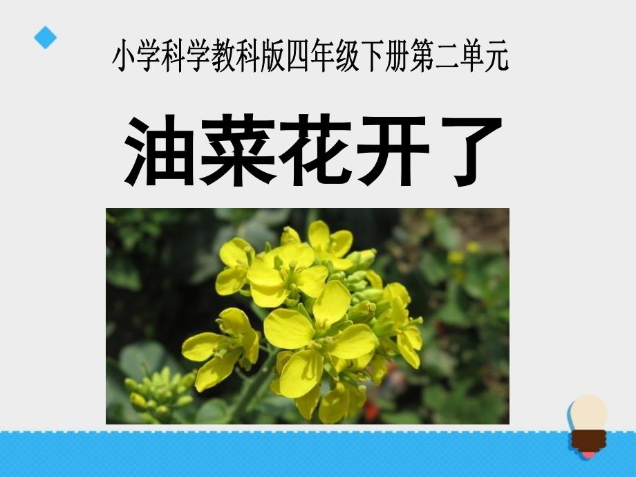 4油菜花开了.ppt_第1页