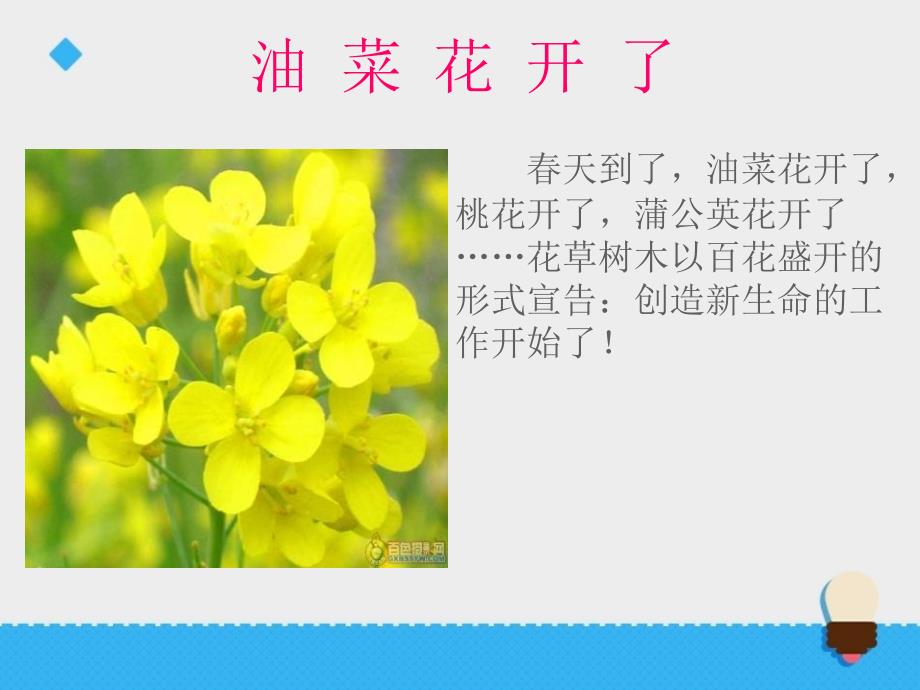 4油菜花开了.ppt_第2页