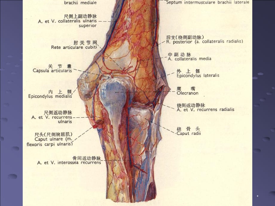 肘关节解剖PPT参考幻灯片_第1页