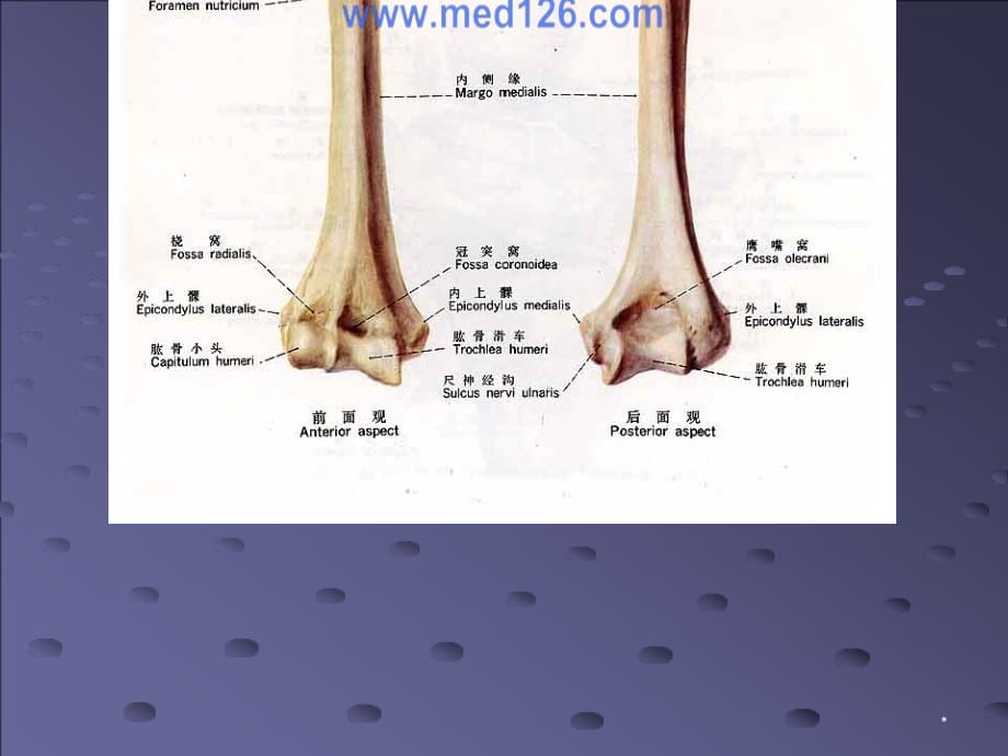 肘关节解剖PPT参考幻灯片_第3页