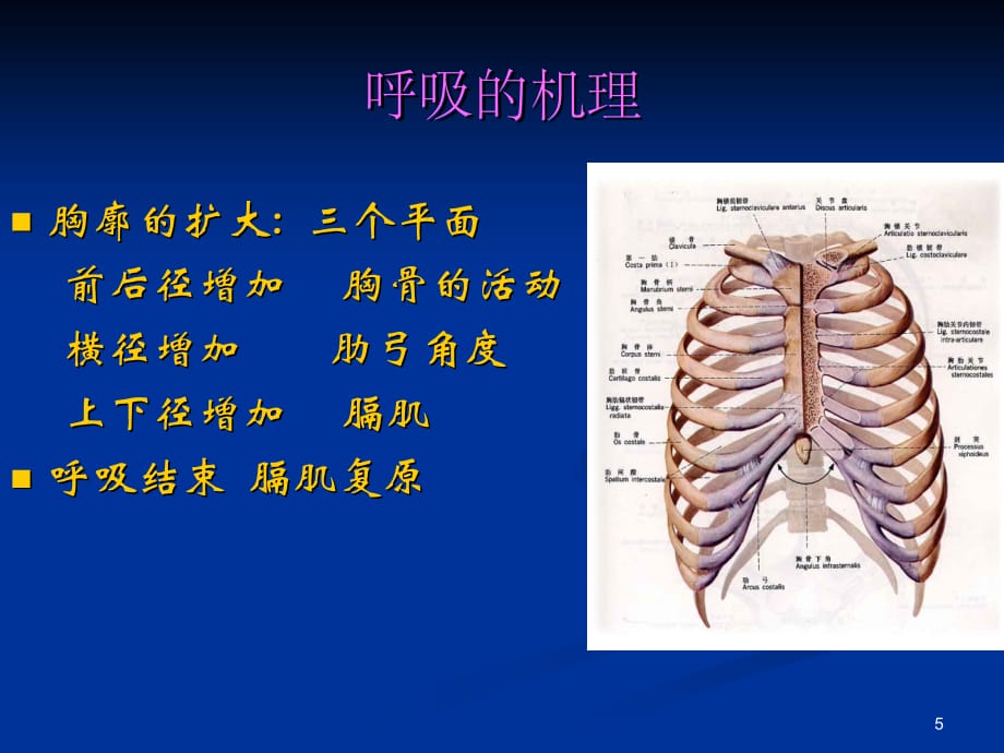 呼吸运动及排痰能力训练PPT参考幻灯片_第5页