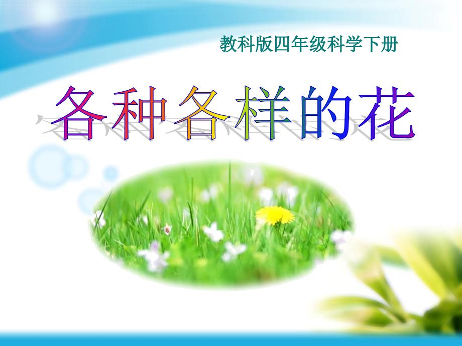 4各种各样的花.ppt_第1页