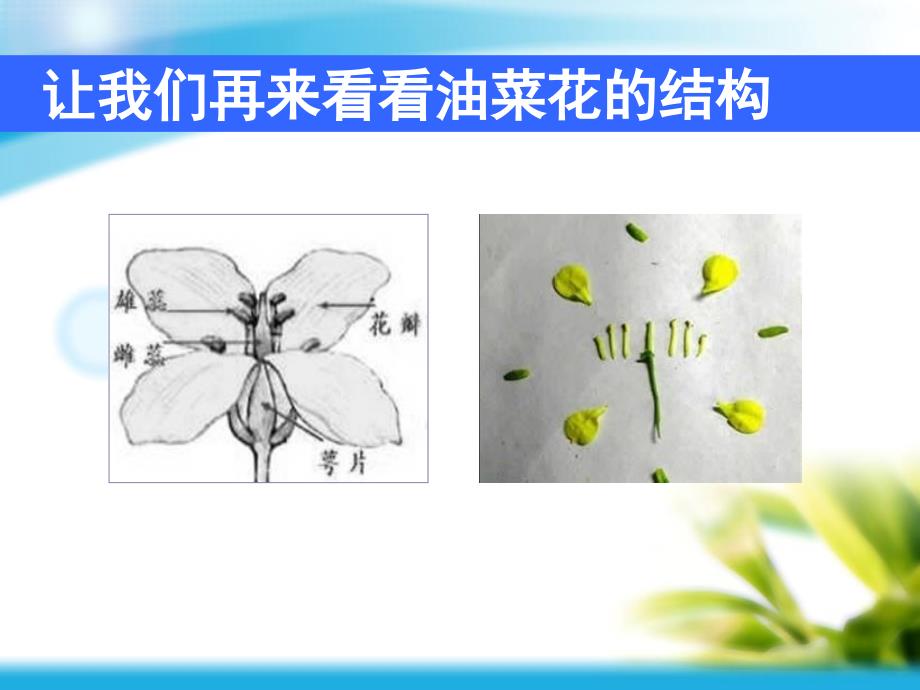 4各种各样的花.ppt_第3页