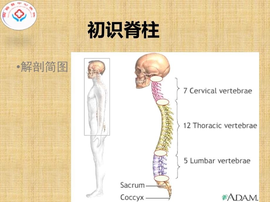 腰椎间盘突出症护理查房 (新)精编PPT课件_第5页